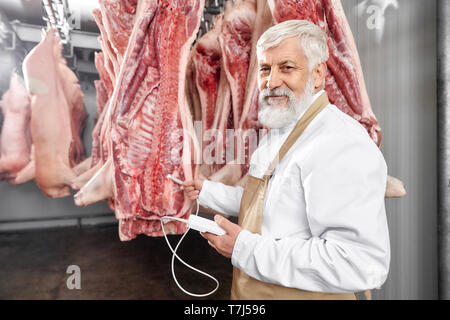 Elderly man with gray beard and hair standing in refrigerator and testing fresh pork carcasses. Butcher in white uniform and brown apron holding device, posing, looking at camera. Stock Photo