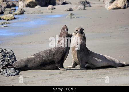 Northern Elephant Seals (Mirounga angustirostris), adult two males fighting on the beach, threatening, Piedras Blancas Rookery, San Simeon, San Luis Stock Photo