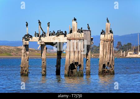 Brandt's cormorant (Phalacrocorax penicillatus), adult, swarm on decayed jetty, California, USA Stock Photo