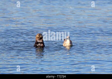 North American river otter (Lontra canadensis), adult in water with Western Gull (Larus occidentalis) in winter plumage, Elkhorn Slough, California Stock Photo