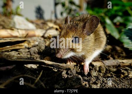 House mouse (Mus musculus), Germany Stock Photo