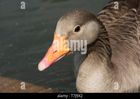 Head of a greylag goose (Anser anser) on water at WWT Centre at Arundel in West Sussex, July Stock Photo