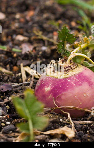 Brassica rapa subsp. rapa subvar. esculenta growing in nutritious earth. A root vegitable. Stock Photo