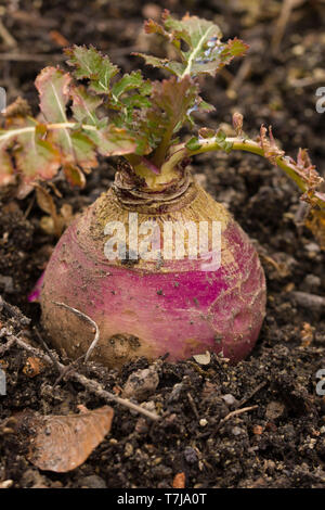 Brassica rapa subsp. rapa subvar. esculenta growing in nutritious earth. A root vegitable. Stock Photo