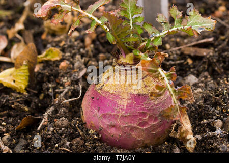 Brassica rapa subsp. rapa subvar. esculenta growing in nutritious earth. A root vegitable. Stock Photo