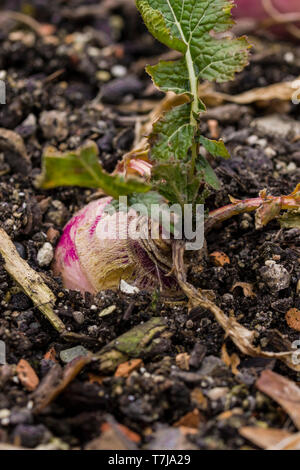 Brassica rapa subsp. rapa subvar. esculenta growing in nutritious earth. A root vegitable. Stock Photo