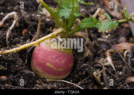 Brassica rapa subsp. rapa subvar. esculenta growing in nutritious earth. A root vegitable. Stock Photo