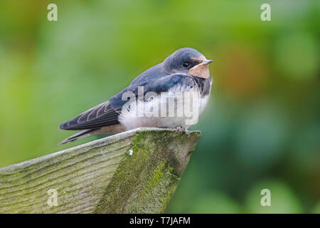 Barn Swallow juvenile Stock Photo
