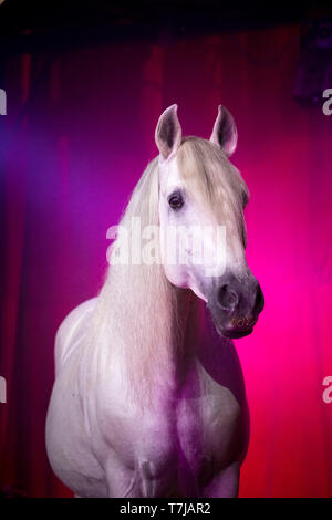 Pura Raza Espanola, Andalusian. Portrait of gray stallion in a circus. Austria Stock Photo