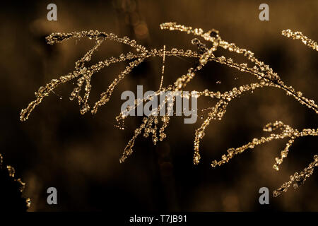 frosted Wavy Hair-grass Stock Photo