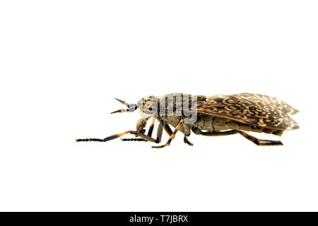 Common Horse Fly, Haematopota pluvialis Stock Photo