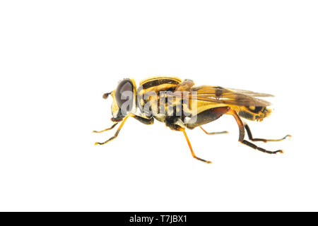 Helophilus trivittatus hoverfly Stock Photo