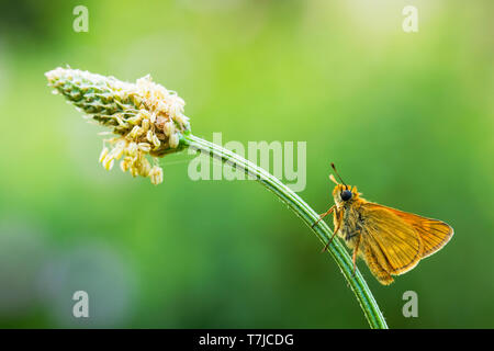 Large Skipper, Ochlodes sylvanus Stock Photo