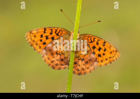 Marbled Fritillary, Brenthis daphne Stock Photo