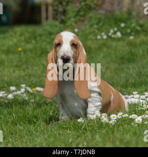 basset hound puppy Stock Photo