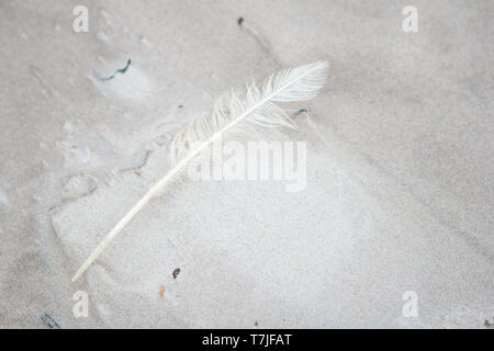 Feder Strandgut am Strand Sand Nordsee Dänemark / feather stranded good on beach sand north sea denmark Stock Photo