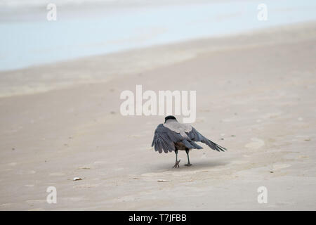 Vogel am Strand Vejers Dänemark / bird on beach denmark Stock Photo