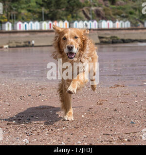 golden retriever playing on the beach Stock Photo