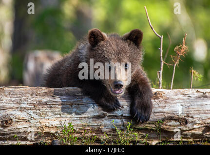 Wild brown bear cub close-up. Brown bear cub baby sitting on belly on fallen spruce tree looking at camera with green forest background. Stock Photo