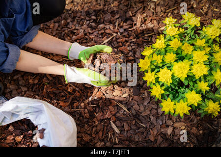 gardener mulching flower bed with pine tree bark mulch Stock Photo