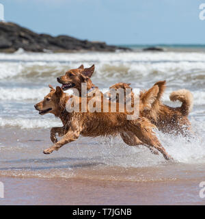 golden retrievers playing in the sea Stock Photo
