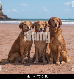 three golden retrievers on the beach Stock Photo