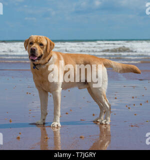 labrador retriever, yellow Stock Photo