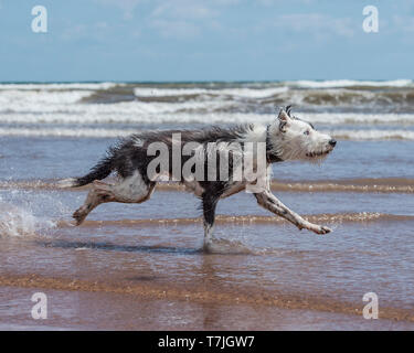 lurcher dog on the beach in the sea Stock Photo