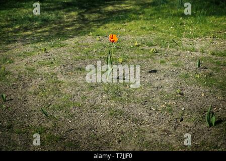 Close up red Schrenck's tulip or Tulipa Tulipa schrenkii in the steppe Stock Photo