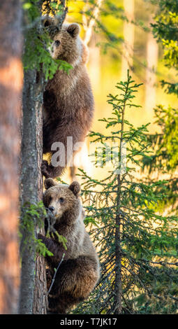 Brown bear cub climbs a tree. Natural habitat. Summer forest ...