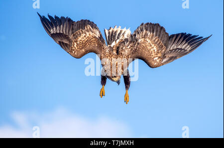 Juvenile White-tailed eagle in flight dive. Blue sky background.  Scientific name: Haliaeetus albicilla, also known as the ern, erne, gray eagle, Eura Stock Photo