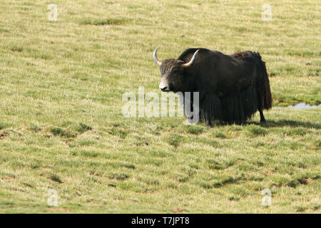 Wil Yak (Bos mutus), a long-haired species of bovid, on the Tibetan plateau of China. Stock Photo