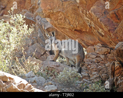 Yellow-Footed Wallaby | The Living Desert