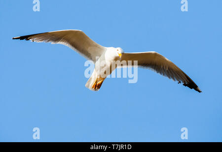 Adult Yellow-legged Gull (Larus michahellis michahellis) in flight against a bright blue sky on Lesvos, Greece. Seen from below. Stock Photo