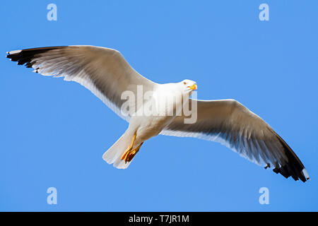 Adult Yellow-legged Gull (Larus michahellis michahellis) in flight against a bright blue sky on Lesvos, Greece. Seen from below. Stock Photo