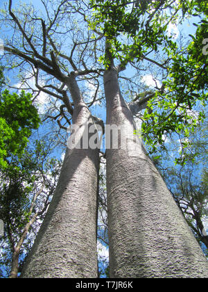 Twin baobab trees Zombitse-Vohibasia National Park in south-west Madagascar. Stock Photo