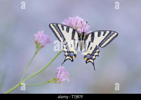 The Alexanor (Papilio alexanor) or Southern Swallowtail, perched on top of small purple flower in Mercantour in France. Seen from above. Stock Photo