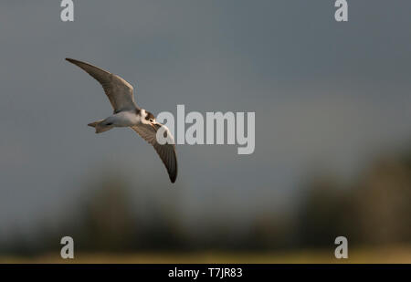 Juvenile Black Tern (Chlidonias niger) in flight, seen from side showing underwing. Stock Photo