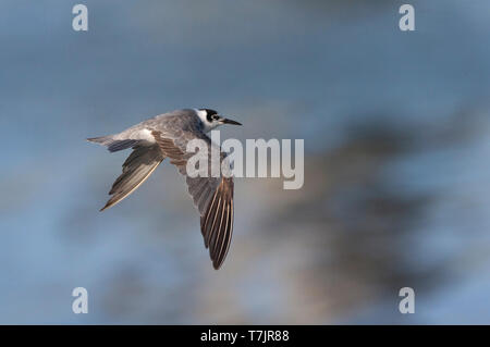 Adult Black Tern (Chlidonias niger) amost in full winter plumage, seen from the side, showing upperwing. Stock Photo