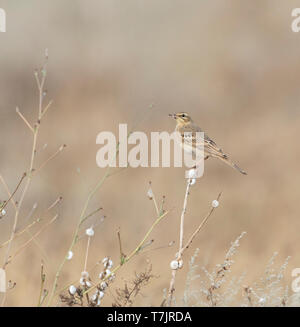 Tawny Pipit (Anthus campestris) perched on top of plant with a seed in its bill. Photographed during autumn migration at the Bulgarian Black sea coast Stock Photo