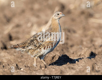 Grey Partridge (Perdix perdix) immature, standing in stubble field