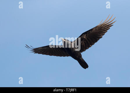 First-winter Rook (Corvus frugilegus) in flight during migration ...