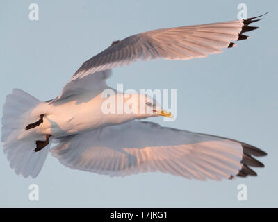 Adult Black-legged Kittiwake (Rissa tridactyla) in Vardo harbour, North Norway. Taking off during low winter light. Stock Photo