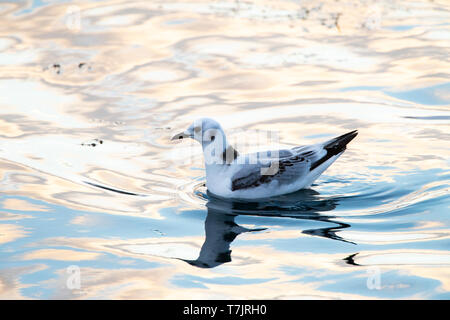 First-winter Black-legged Kittiwake (Rissa tridactyla) swimming in Vardo harbour, North Norway. Stock Photo