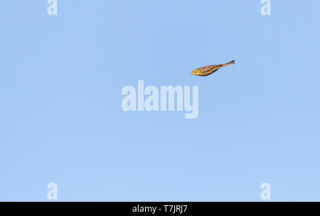 Yellowhammer (Emberiza citrinella) wintering on the Dutch Wadden Island Texel. In flight with wings folded. Stock Photo