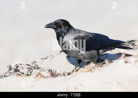 Hybrid Hooded Crow x Carrion Crow (Corvus cornix x Corvus corone) standing on a beach in Germany. Stock Photo