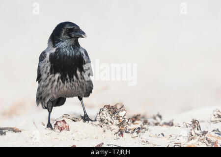 Hybrid Hooded Crow x Carrion Crow (Corvus cornix x Corvus corone) standing on a beach in Germany. Seen on the front. Stock Photo