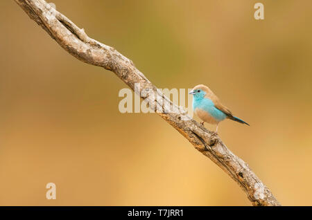 Blue Waxbill (Uraeginthus angolensis), also known as Southerm Cordon-bleu, in Kruger National park South Africa. Perched on a stick  against a brown n Stock Photo