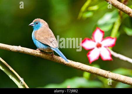 Blue Waxbill (Uraeginthus angolensis), also known as Southerm Cordon-bleu, in Kruger National park South Africa. Perched on a twig with a tropical flo Stock Photo