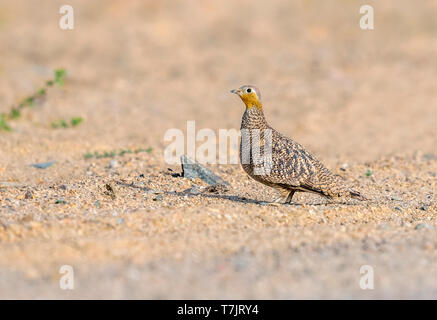 Adult female Crowned Sandgrouse (Pterocles coronatus) standing on the ground in the desert, near Berenice in Egypt. Stock Photo